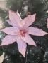 Коледна звезда декорация за елха Pink Christmas, снимка 1 - Декорация за дома - 45641447