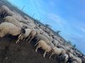 Продавам овце за тамазлак  , снимка 3