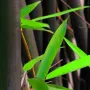 100 висококачествени семена Студоустойчив черен бамбук от САЩ за Декорация на дома и Градината , снимка 16