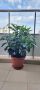 храсти аукуба, снимка 1 - Градински цветя и растения - 45753283