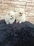 Померан мъжки и женски , снимка 4