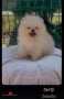 Продавам померани, снимка 12