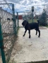  🐐 Продавам мъжки англо-нубийски ярета, снимка 7