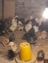 Пилета легхорн и кръстоски , снимка 1 - Кокошки и пуйки - 45914072