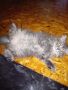 Персийски котки , снимка 7