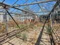 Продава се стъклена оранжерия, снимка 8