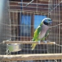Китайски Александър(Psittacula derbiana), снимка 3