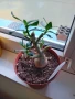 Сукуленти само за ценители, снимка 9