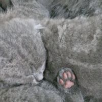 Клепоухи котенца, снимка 9 - Британска късокосместа - 45620343