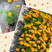 Градински студоустойчиви цветя и храсти, снимка 4 - Градински цветя и растения - 45373861