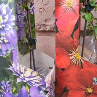 Клематис 4 цвята - многогодишно увивно цвете, снимка 3 - Градински цветя и растения - 45113664