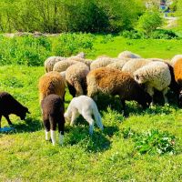 Продавам овце , снимка 2 - Овце - 45202255