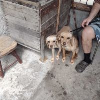 2 бр. кучета за трюфели, снимка 1 - Други - 44765321