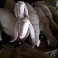 Продавам агнета, овце и кочове, снимка 2 - Овце - 46029898