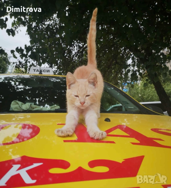 Мъжко коте търси дом, снимка 1