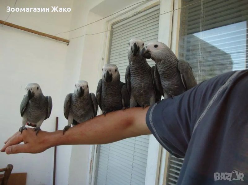 Папагали Кралско жако -ръчно хранени , снимка 1