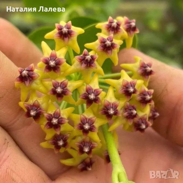 Хоя, hoya cummungiana, снимка 1