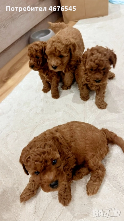 Мини пудел момче, снимка 1