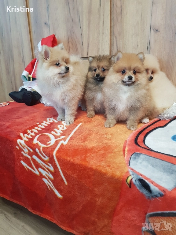 Померан померанчета свободни, снимка 1