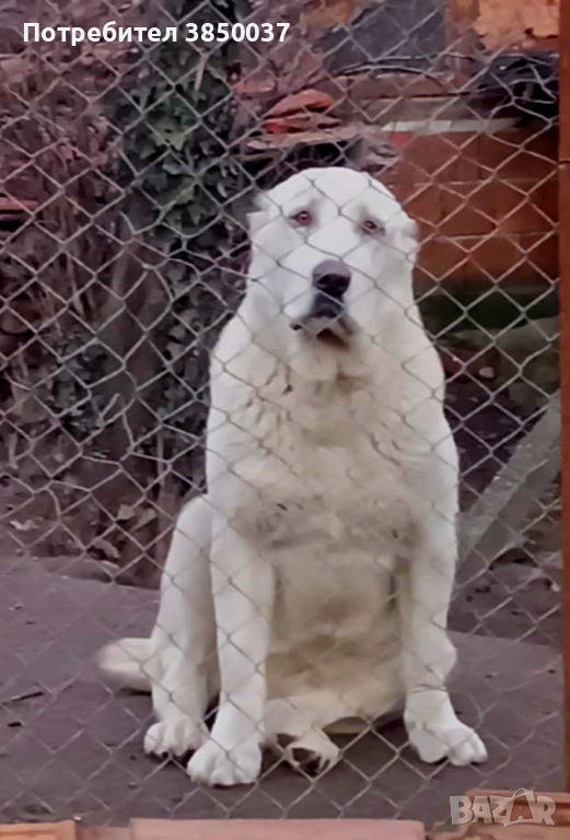 Свободна женска Алабай, снимка 1