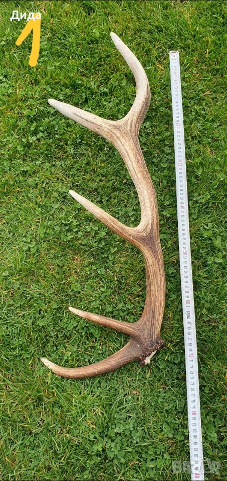 Рога от благороден елен, снимка 1