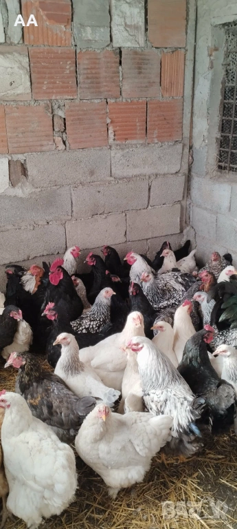 млади ярки, снимка 1