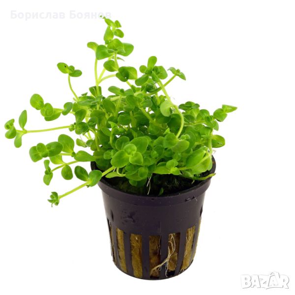 Bacopa Australis / Бакопа Аустралис, снимка 1