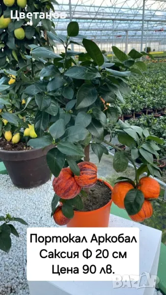 Портокал Аркобал, снимка 1