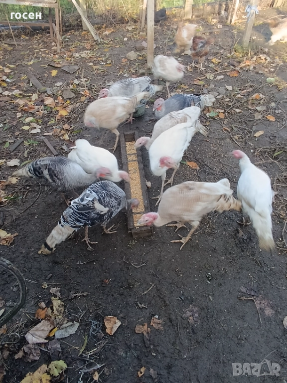 Пуяци и пуйки , снимка 1