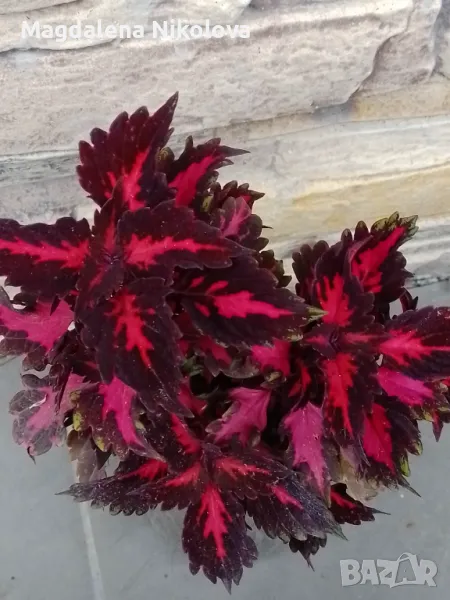 Coleus,сортови копривки, снимка 1