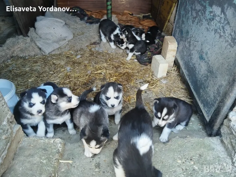 Бебета хъски, снимка 1