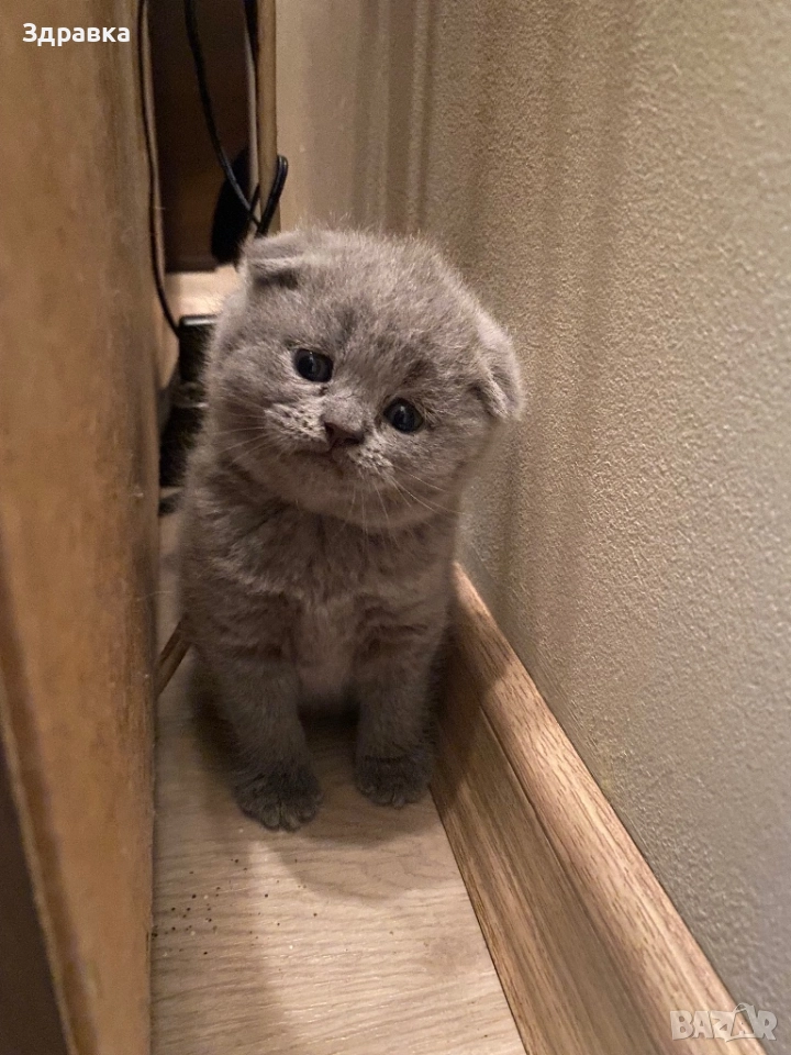 Шотландски клепоухи котета, снимка 1
