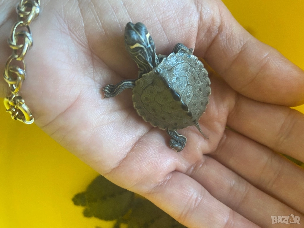 Продавам  водни костенурки, снимка 1