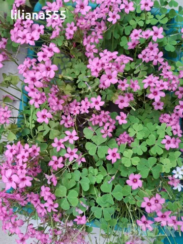 Детелина студоустойчива розов и бял цвят, снимка 14 - Градински цветя и растения - 40803577