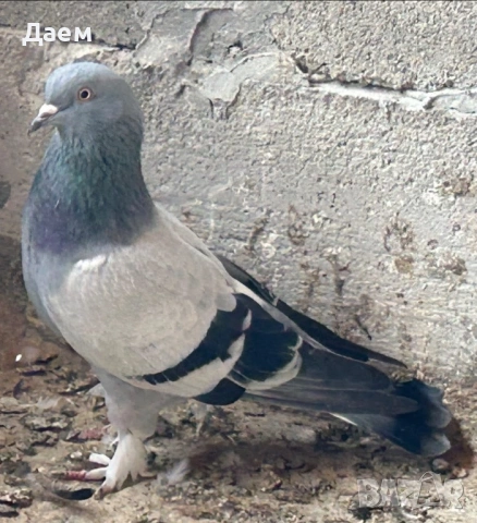 Мардини за игра , снимка 4 - Гълъби - 53014232