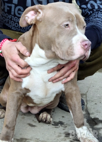 Американско Були Хл American bully Xl, снимка 5 - Други - 53669683