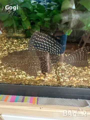 Продавам един пораснал сом Гибицепс (gibbiceps)-Само за София, снимка 6 - Рибки - 51194592