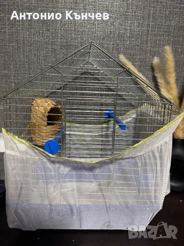 Чифт амадини , снимка 2 - Амадини - 53700255