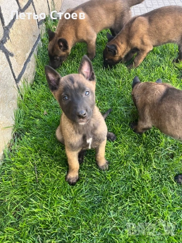 Малки кученца 