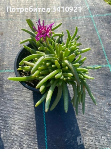 Делосперма , снимка 2 - Градински цветя и растения - 48993391