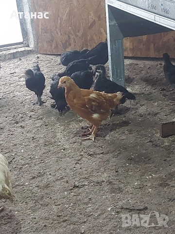 Черен австралорп, кафяв доминант.И смесени снасящи сини и зелени яйца., снимка 5 - други­ - 53830777