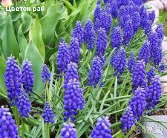 Луковици на мускари микс 10бр 5€, снимка 4 - Градински цветя и растения - 53639383