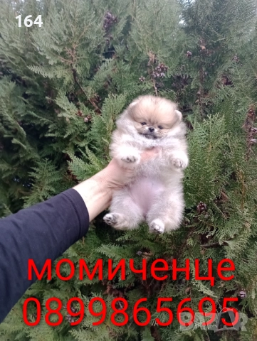 Женски Померани. Реални снимки от 07.12.25 г. , снимка 4 - Померан - 52670254