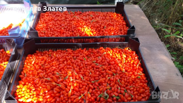 Продавам пресен плод Годжи бери, снимка 1 - Домашни продукти - 46162250