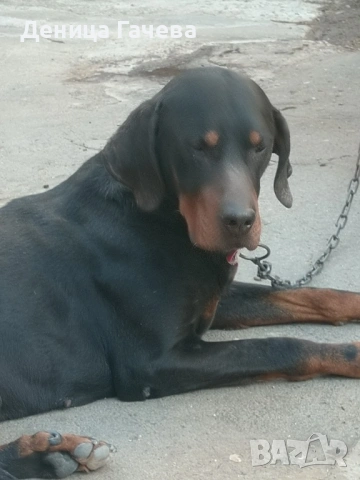 Ловно куче, снимка 2 - Гонче - 54099646