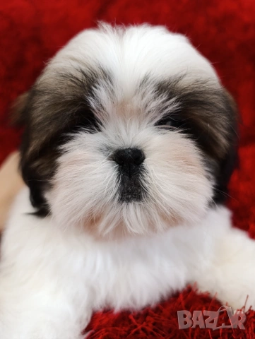 Кученца Ши Тцу /SHIH TZU FCI pedigree 