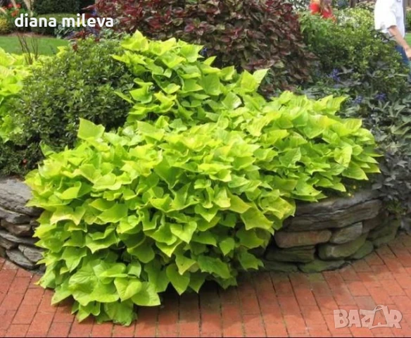 Ипомея Батат, два различни зелени сорта!, снимка 8 - Градински цветя и растения - 51230396