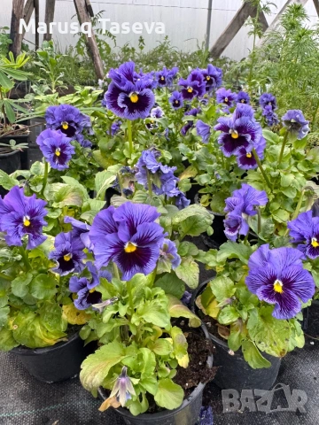 Теменужки къдрави , снимка 2 - Градински цветя и растения - 53818197