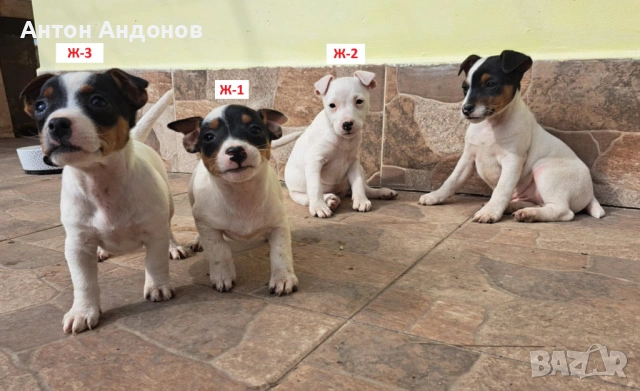 Джак Ръсел Териер, снимка 6 - Джак ръсел териер - 53382159