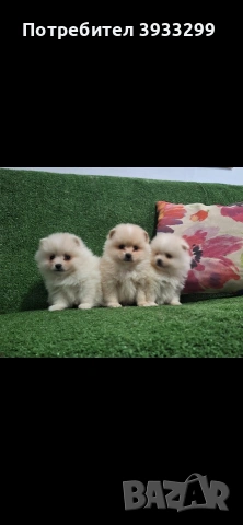 Померан мини померанчета, снимка 5 - Померан - 54108961